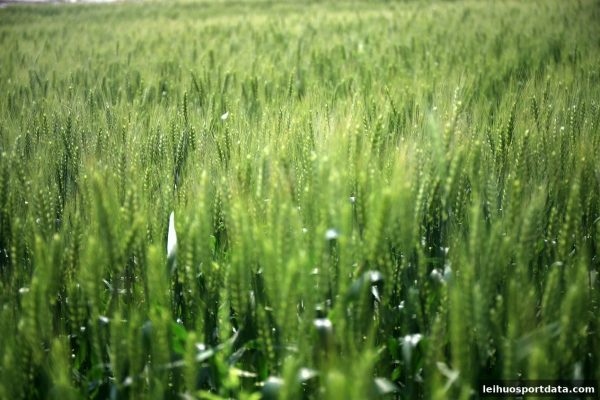 雷火体育深度解读：大小球损失补偿机制迎来全面革新